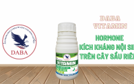 DABA VITAMIN - Hormone kích kháng nội sinh trên cây sầu riêng