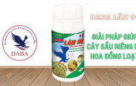 DABA LÂN 90 - Giải pháp giúp cây sầu riêng ra hoa đồng loạt